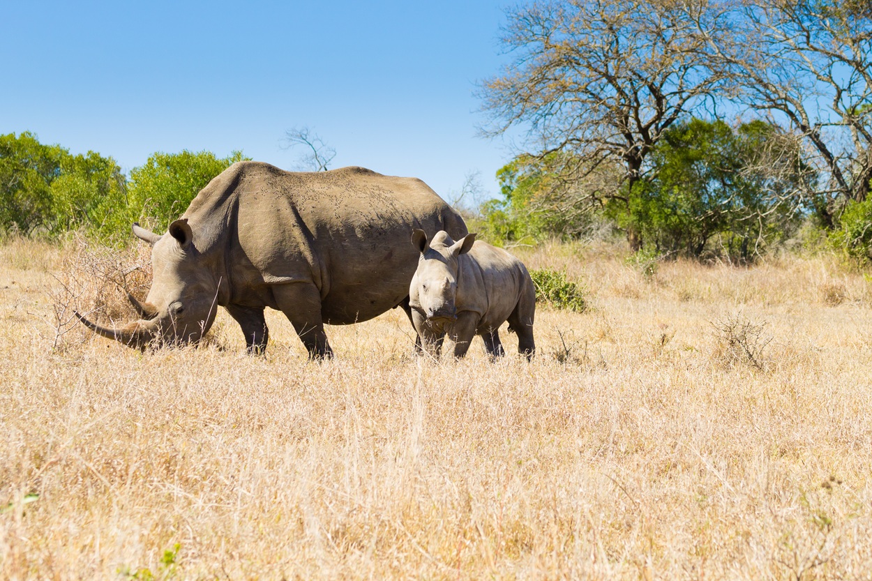 AFRIQUE DU SUD - SAFARIS ET DECOUVERTE DU PAYS ZULUS