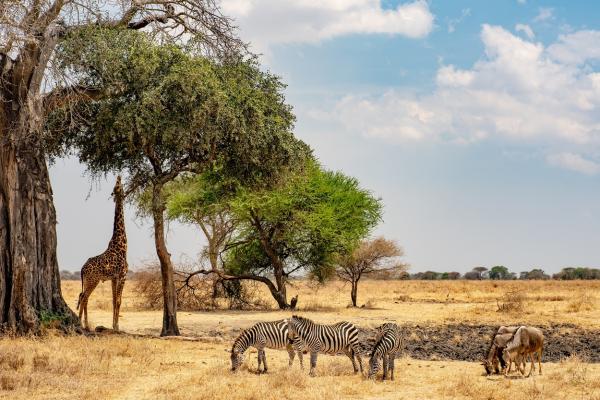 TANZANIE
