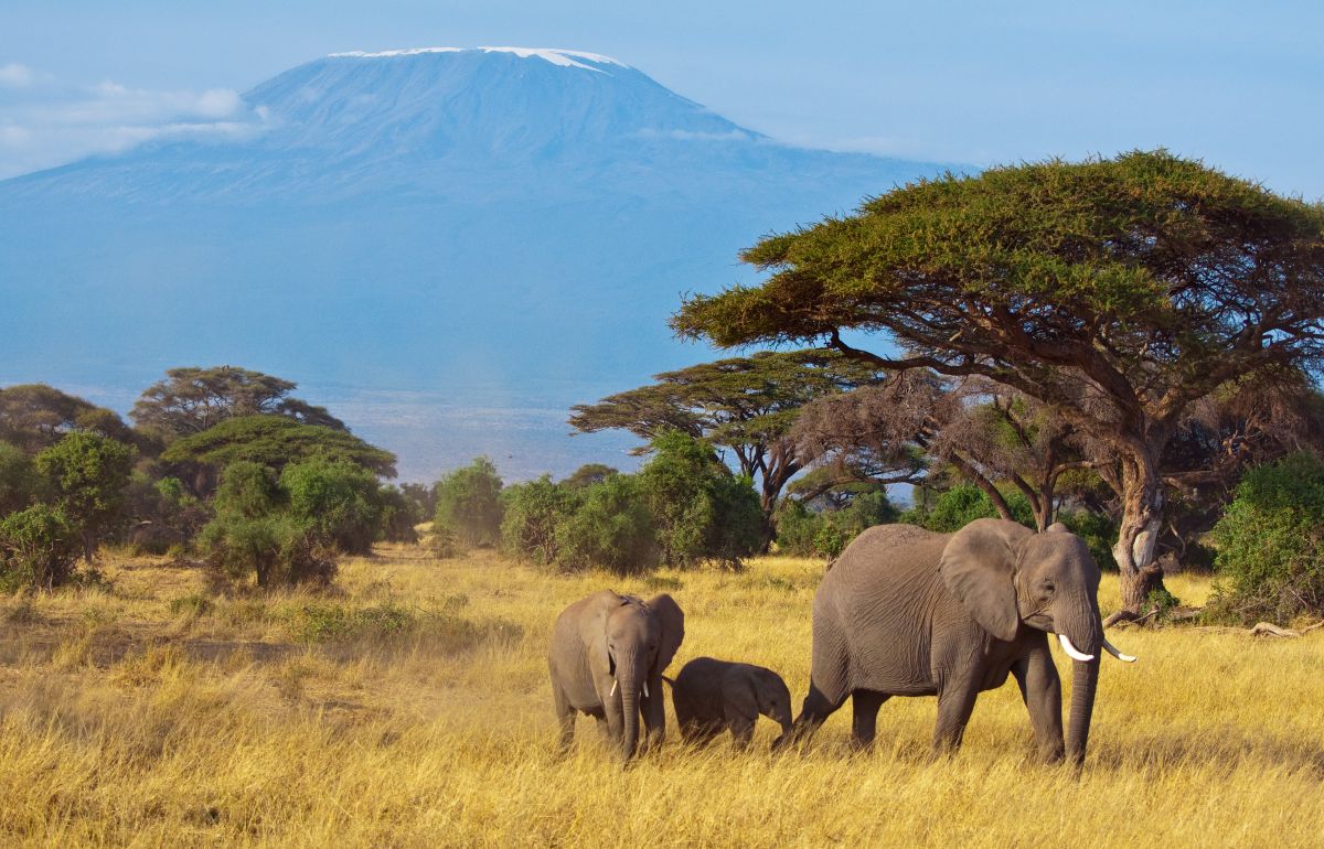 TANZANIE - Les 3 Grands Parcs du Nord 