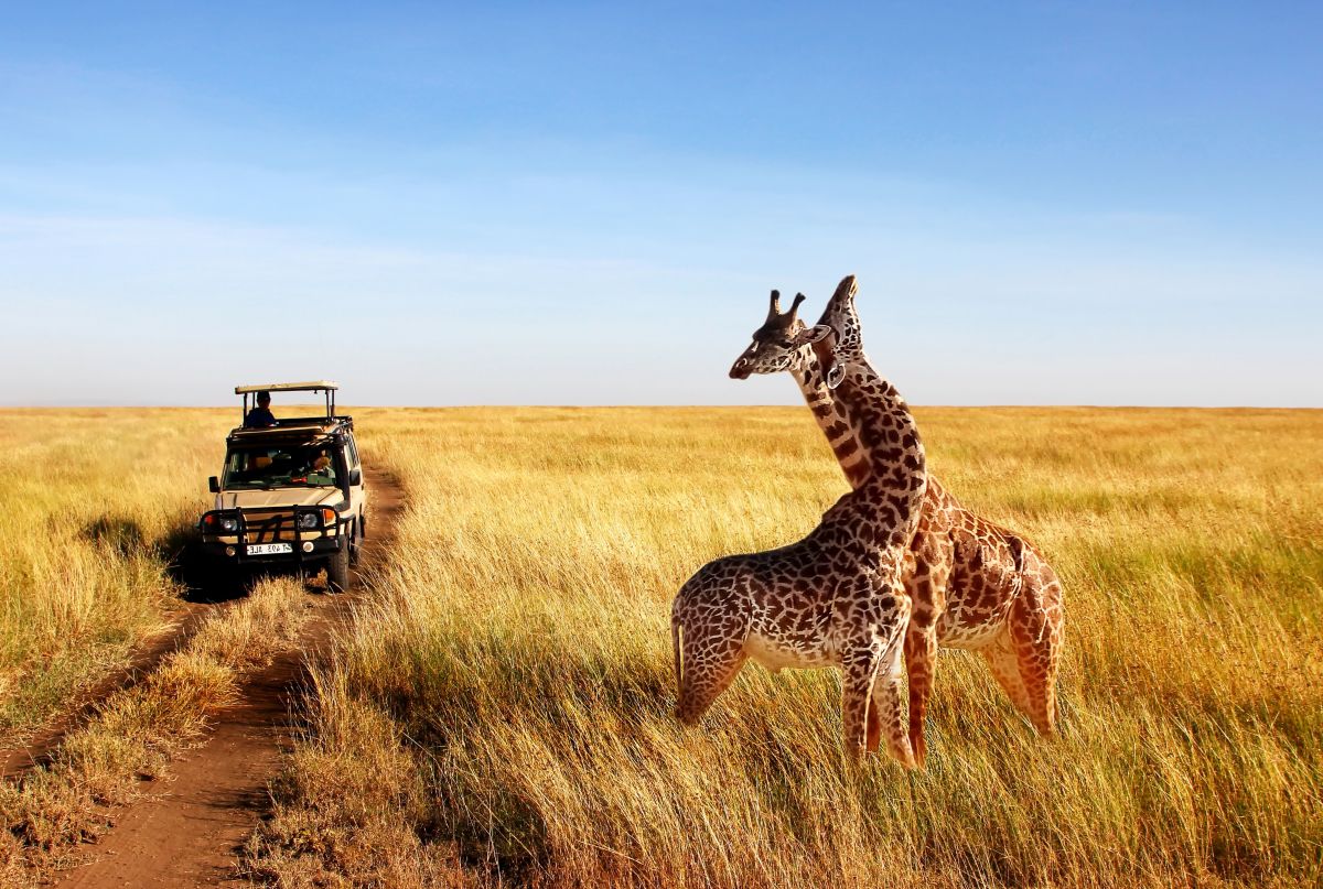 SAFARI TANZANIE - Les 3 Grands Parcs du Nord 